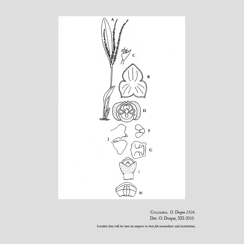 Stelis pili-papilloso